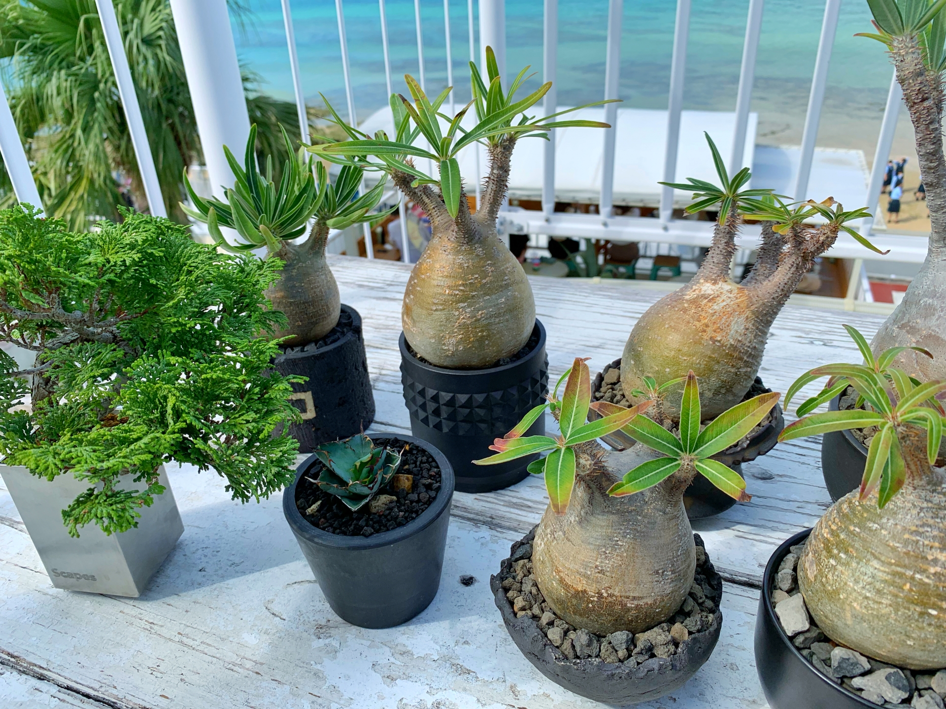 観葉植物の土の処分にかかる費用とは